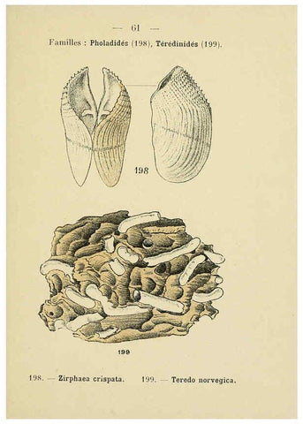 Reproducción/Reproduction 6311732789: Atlas de poche des coquilles des côtes de France Paris,Librairie des sciences naturelles, Paul Klincksiek,1913