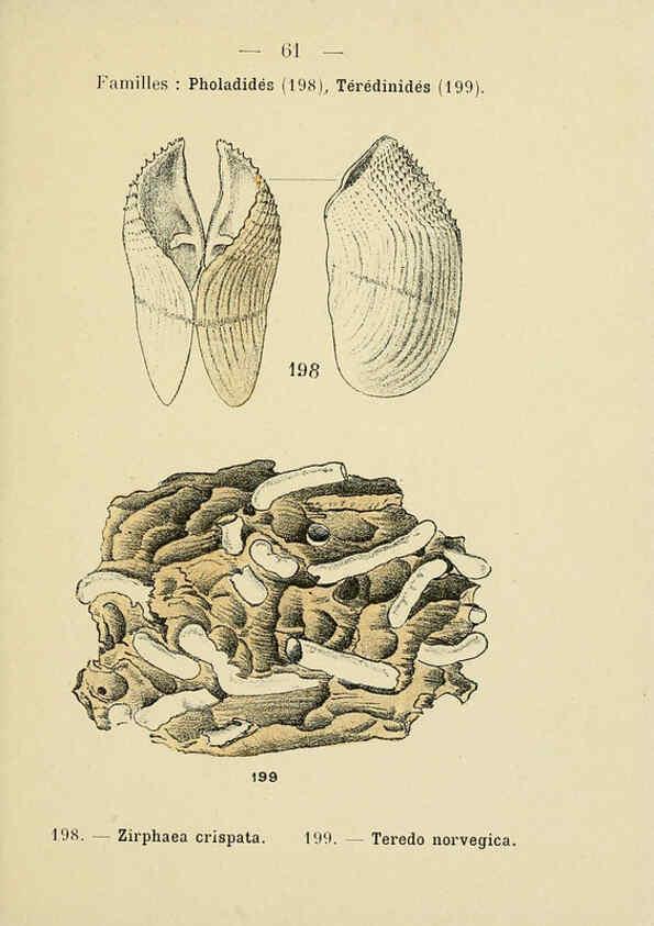 Reproducción/Reproduction 6311732789: Atlas de poche des coquilles des côtes de France Paris,Librairie des sciences naturelles, Paul Klincksiek,1913