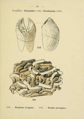 Reproducción/Reproduction 6311732789: Atlas de poche des coquilles des côtes de France Paris,Librairie des sciences naturelles, Paul Klincksiek,1913