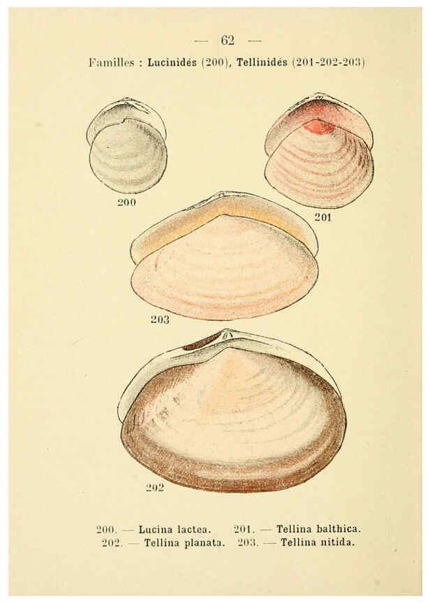 Reproducción/Reproduction 6312253408: Atlas de poche des coquilles des côtes de France Paris,Librairie des sciences naturelles, Paul Klincksiek,1913