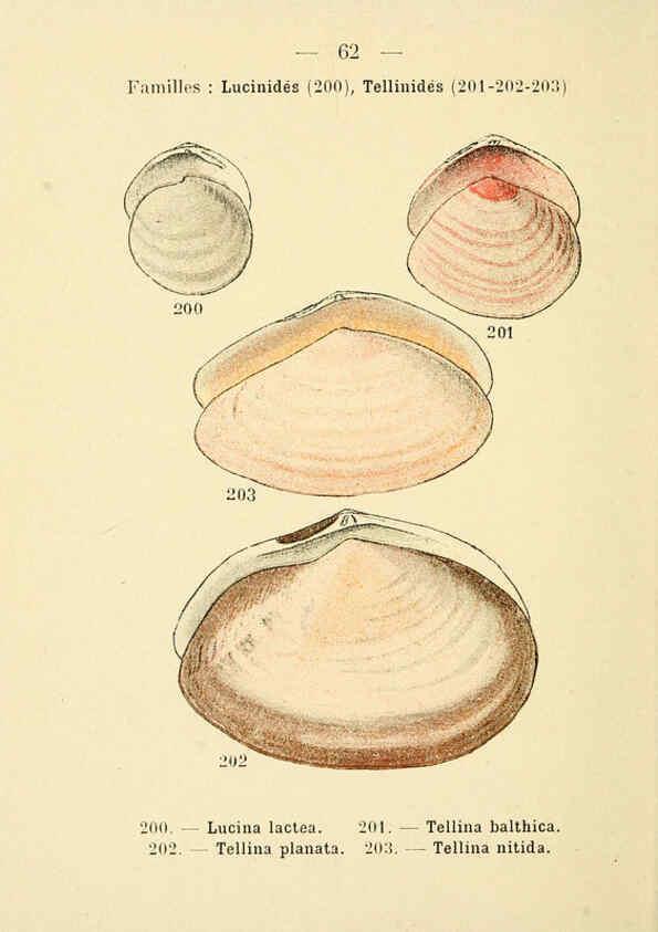 Reproducción/Reproduction 6312253408: Atlas de poche des coquilles des côtes de France Paris,Librairie des sciences naturelles, Paul Klincksiek,1913