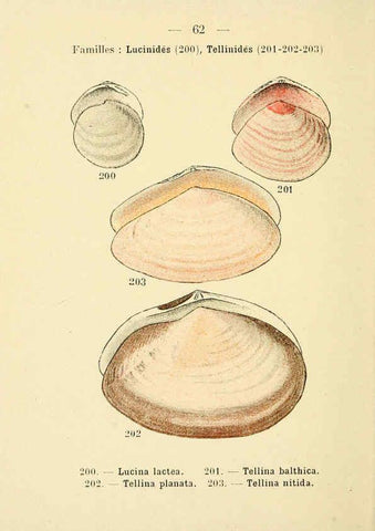 Reproducción/Reproduction 6312253408: Atlas de poche des coquilles des côtes de France Paris,Librairie des sciences naturelles, Paul Klincksiek,1913