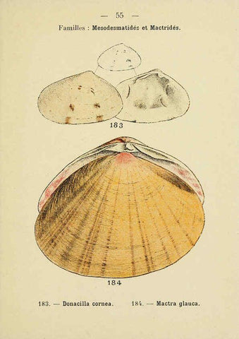 Reproducción/Reproduction 6311731527: Atlas de poche des coquilles des côtes de France Paris,Librairie des sciences naturelles, Paul Klincksiek,1913