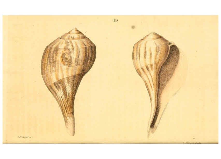 Reproducción/Reproduction 6353120877: American conchology New Harmony, Ind. :Printed at the School Press,1830-[38?] 