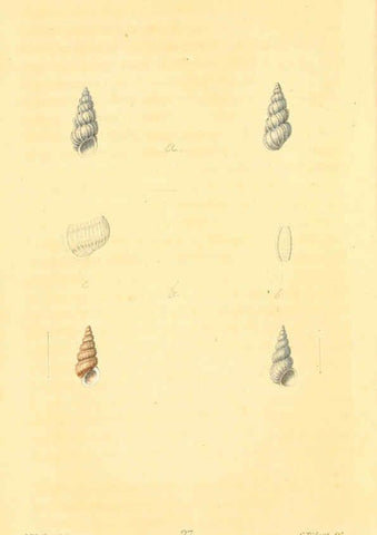 Reproducción/Reproduction 6353123721: American conchology New Harmony, Ind. :Printed at the School Press,1830-[38?] 