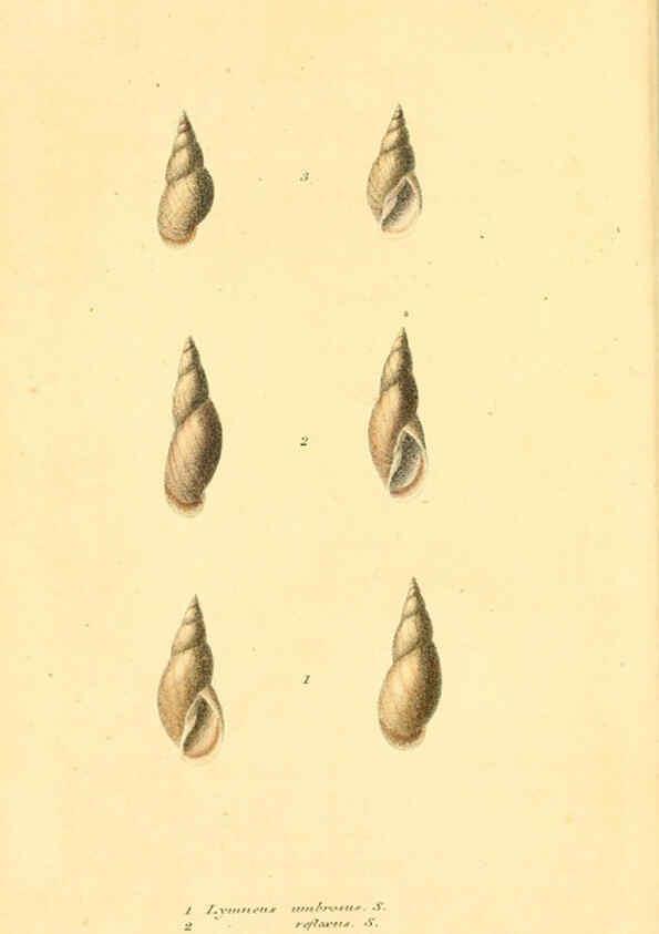 Reproducción/Reproduction 6353125159: American conchology New Harmony, Ind. :Printed at the School Press,1830-[38?] 