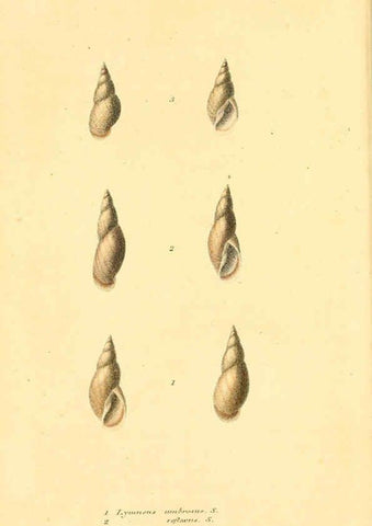 Reproducción/Reproduction 6353125159: American conchology New Harmony, Ind. :Printed at the School Press,1830-[38?] 