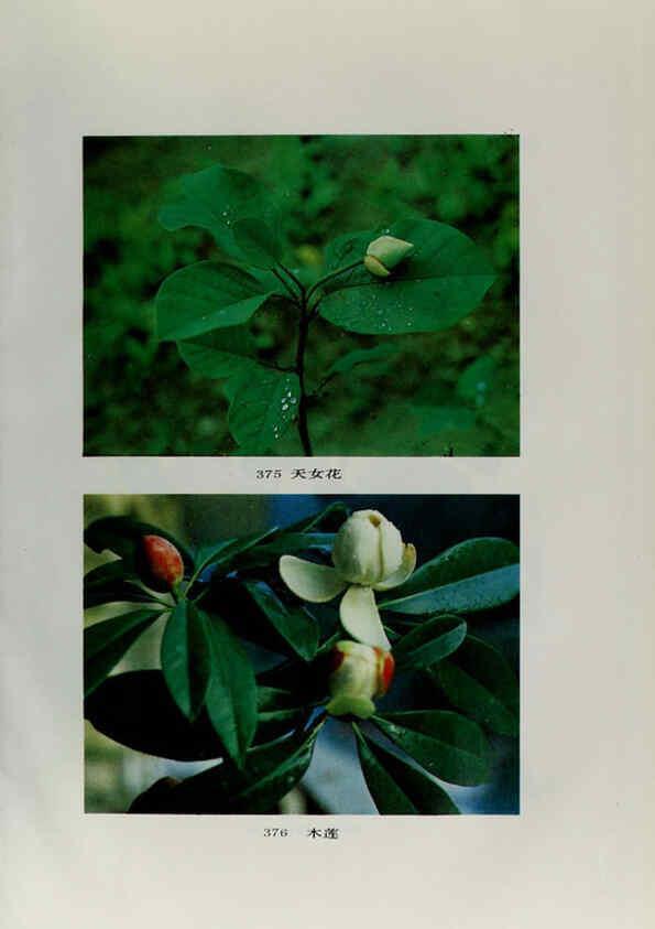 Reproducción/Reproduction 6329132852: an hui jing ji zhi wu zhi 安徽经济植物志 an hui ke xue ji shu chu ban she安徽科学技术出版社 