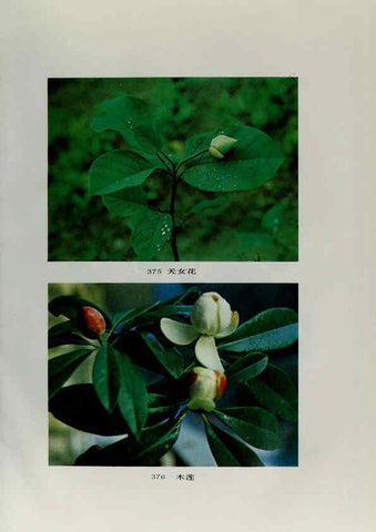 Reproducción/Reproduction 6329132852: an hui jing ji zhi wu zhi 安徽经济植物志 an hui ke xue ji shu chu ban she安徽科学技术出版社 