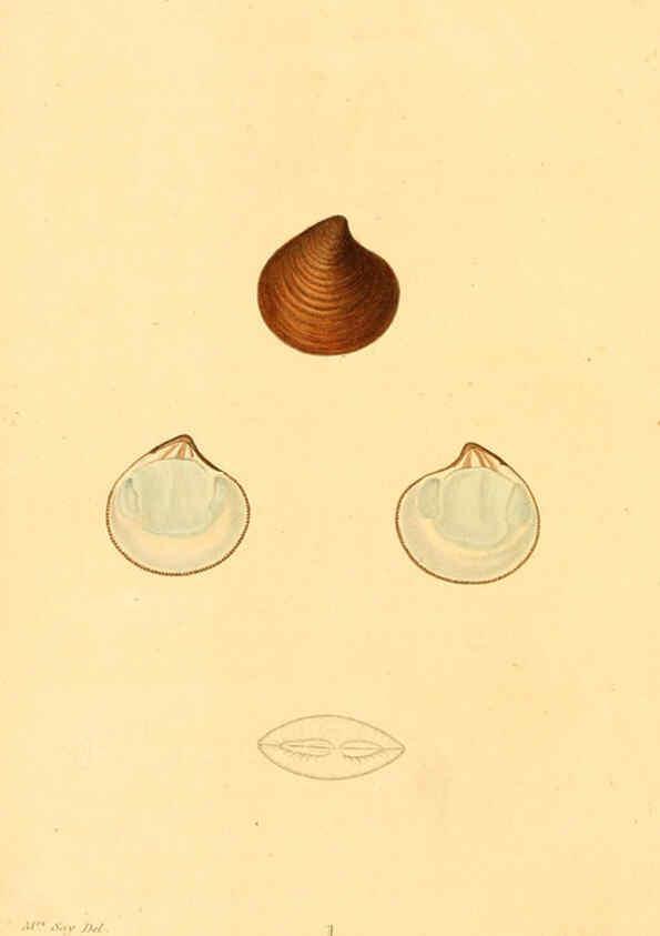 Reproducción/Reproduction 6353113699: American conchology New Harmony, Ind. :Printed at the School Press,1830-[38?] 