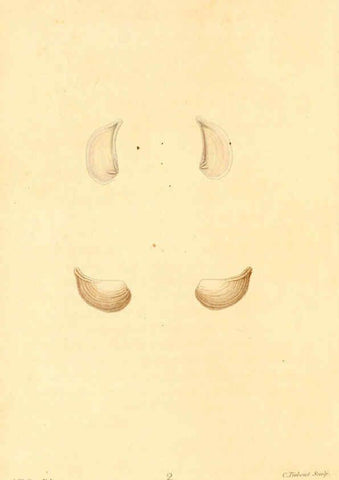 Reproducción/Reproduction 6353114177: American conchology New Harmony, Ind. :Printed at the School Press,1830-[38?] 