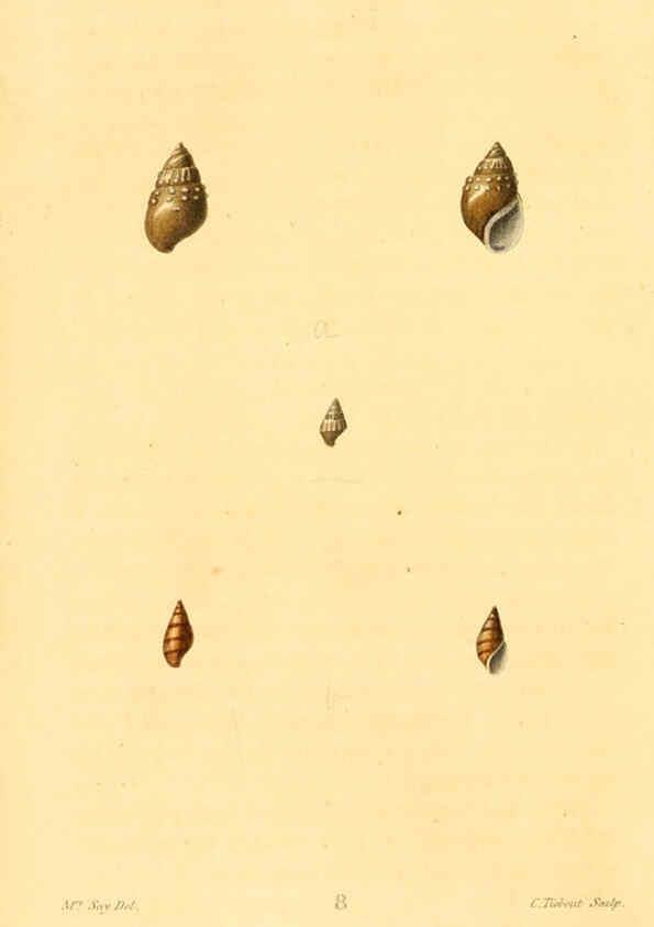 Reproducción/Reproduction 6353116271: American conchology New Harmony, Ind. :Printed at the School Press,1830-[38?] 