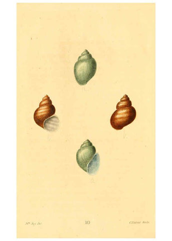 Reproducción/Reproduction 6353117085: American conchology New Harmony, Ind. :Printed at the School Press,1830-[38?] 