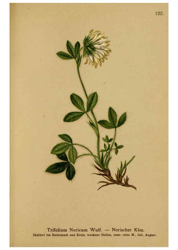Reproducción/Reproduction 6312028514: Atlas der Alpenflora. v.1. Wien :Eigenthum und Verlag des Deutschen und Oesterr. Alpenvereins,1882
