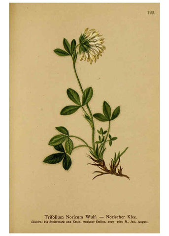 Reproducción/Reproduction 6312028514: Atlas der Alpenflora. v.1. Wien :Eigenthum und Verlag des Deutschen und Oesterr. Alpenvereins,1882