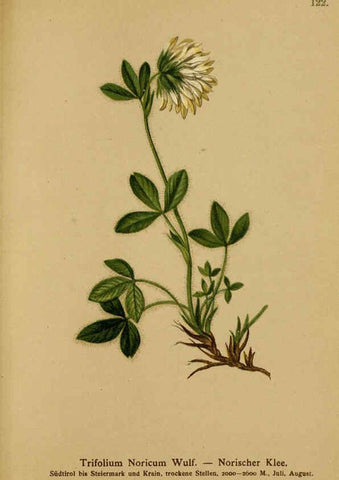Reproducción/Reproduction 6312028514: Atlas der Alpenflora. v.1. Wien :Eigenthum und Verlag des Deutschen und Oesterr. Alpenvereins,1882