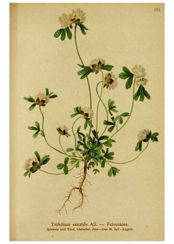 Reproducción/Reproduction 6312028396: Atlas der Alpenflora. v.1. Wien :Eigenthum und Verlag des Deutschen und Oesterr. Alpenvereins,1882