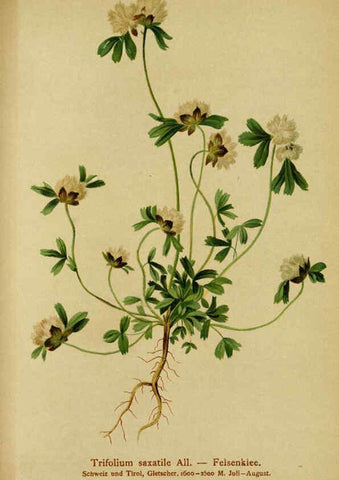 Reproducción/Reproduction 6312028396: Atlas der Alpenflora. v.1. Wien :Eigenthum und Verlag des Deutschen und Oesterr. Alpenvereins,1882