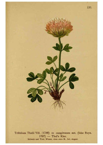 Reproducción/Reproduction 6311508221: Atlas der Alpenflora. v.1. Wien :Eigenthum und Verlag des Deutschen und Oesterr. Alpenvereins,1882