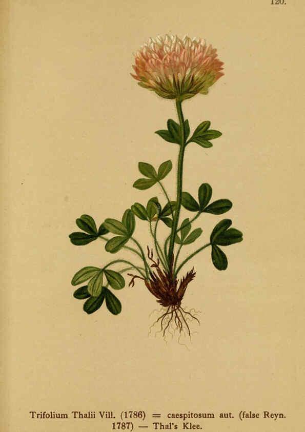 Reproducción/Reproduction 6311508221: Atlas der Alpenflora. v.1. Wien :Eigenthum und Verlag des Deutschen und Oesterr. Alpenvereins,1882