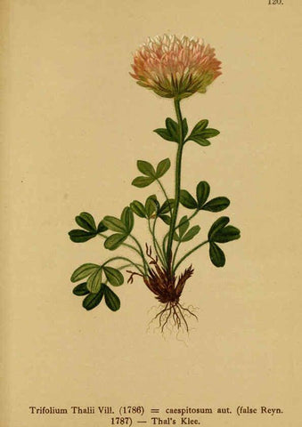 Reproducción/Reproduction 6311508221: Atlas der Alpenflora. v.1. Wien :Eigenthum und Verlag des Deutschen und Oesterr. Alpenvereins,1882