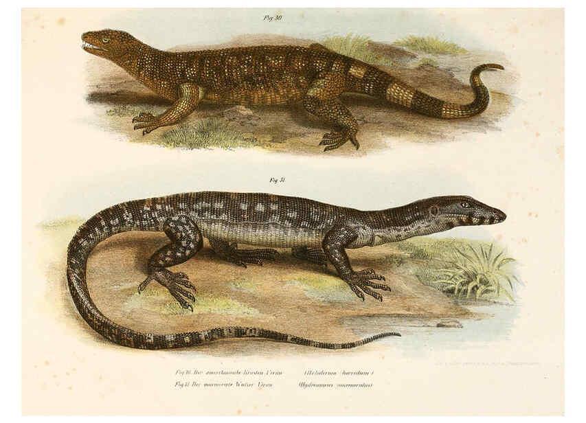 Reproducción/Reproduction 6309238283: Bilder-Atlas zur wissenschaftlich-populären Naturgeschichte der Wirbelthiere Wien :K.K. Hof-und Staatsdruckerei,1867
