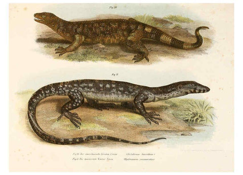 Reproducción/Reproduction 6309238283: Bilder-Atlas zur wissenschaftlich-populären Naturgeschichte der Wirbelthiere Wien :K.K. Hof-und Staatsdruckerei,1867