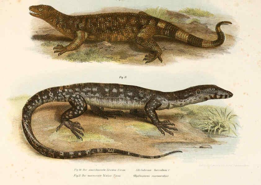 Reproducción/Reproduction 6309238283: Bilder-Atlas zur wissenschaftlich-populären Naturgeschichte der Wirbelthiere Wien :K.K. Hof-und Staatsdruckerei,1867