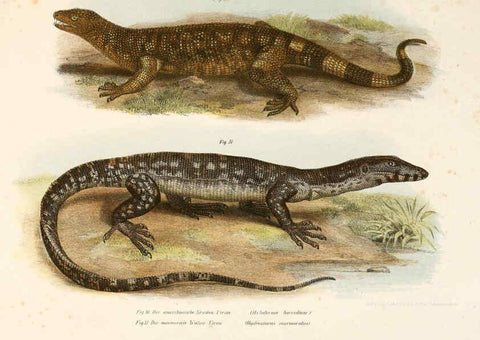 Reproducción/Reproduction 6309238283: Bilder-Atlas zur wissenschaftlich-populären Naturgeschichte der Wirbelthiere Wien :K.K. Hof-und Staatsdruckerei,1867