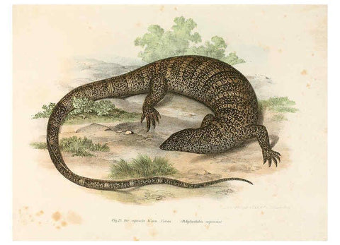 Reproducción/Reproduction 6309759840: Bilder-Atlas zur wissenschaftlich-populären Naturgeschichte der Wirbelthiere Wien :K.K. Hof-und Staatsdruckerei,1867