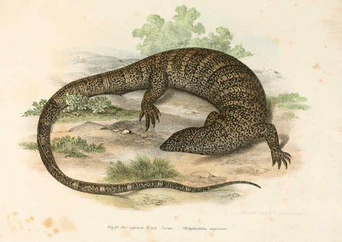 Reproducción/Reproduction 6309759840: Bilder-Atlas zur wissenschaftlich-populären Naturgeschichte der Wirbelthiere Wien :K.K. Hof-und Staatsdruckerei,1867