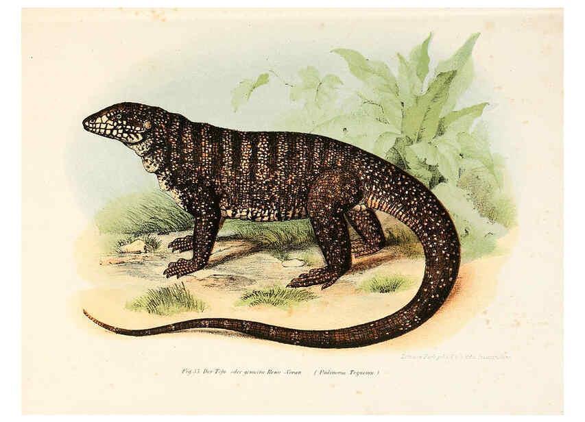 Reproducción/Reproduction 6309238747: Bilder-Atlas zur wissenschaftlich-populären Naturgeschichte der Wirbelthiere Wien :K.K. Hof-und Staatsdruckerei,1867