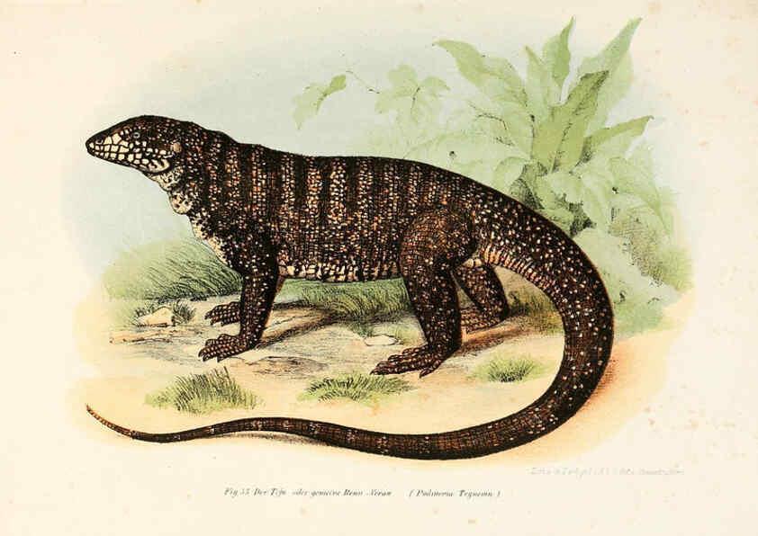 Reproducción/Reproduction 6309238747: Bilder-Atlas zur wissenschaftlich-populären Naturgeschichte der Wirbelthiere Wien :K.K. Hof-und Staatsdruckerei,1867