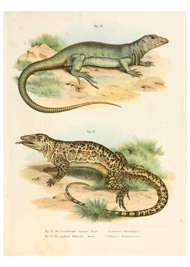 Reproducción/Reproduction 6309239021: Bilder-Atlas zur wissenschaftlich-populären Naturgeschichte der Wirbelthiere Wien :K.K. Hof-und Staatsdruckerei,1867