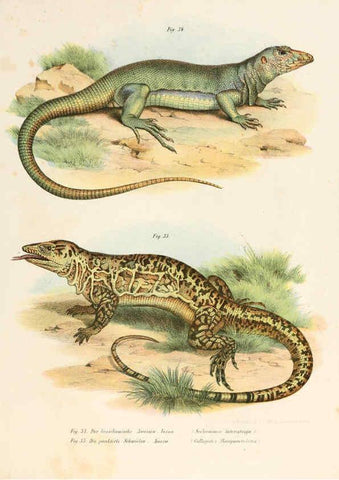 Reproducción/Reproduction 6309239021: Bilder-Atlas zur wissenschaftlich-populären Naturgeschichte der Wirbelthiere Wien :K.K. Hof-und Staatsdruckerei,1867