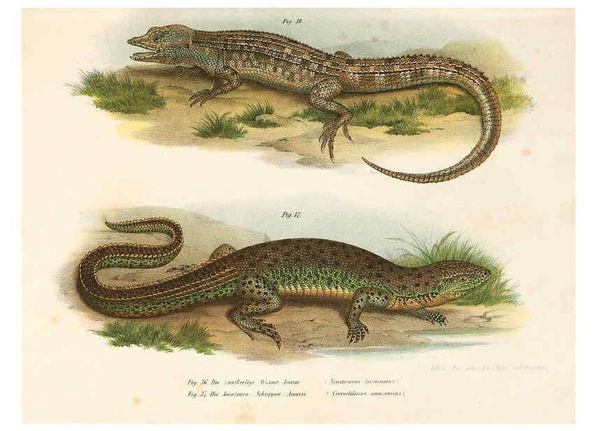 Reproducción/Reproduction 6309239229: Bilder-Atlas zur wissenschaftlich-populären Naturgeschichte der Wirbelthiere Wien :K.K. Hof-und Staatsdruckerei,1867