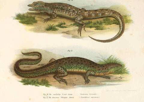 Reproducción/Reproduction 6309239229: Bilder-Atlas zur wissenschaftlich-populären Naturgeschichte der Wirbelthiere Wien :K.K. Hof-und Staatsdruckerei,1867