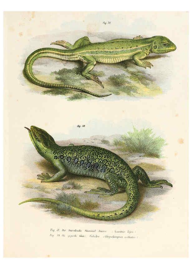 Reproducción/Reproduction 6309760688: Bilder-Atlas zur wissenschaftlich-populären Naturgeschichte der Wirbelthiere Wien :K.K. Hof-und Staatsdruckerei,1867