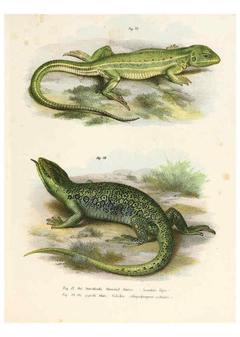 Reproducción/Reproduction 6309760688: Bilder-Atlas zur wissenschaftlich-populären Naturgeschichte der Wirbelthiere Wien :K.K. Hof-und Staatsdruckerei,1867