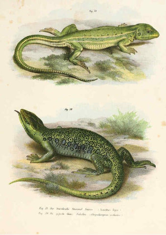 Reproducción/Reproduction 6309760688: Bilder-Atlas zur wissenschaftlich-populären Naturgeschichte der Wirbelthiere Wien :K.K. Hof-und Staatsdruckerei,1867