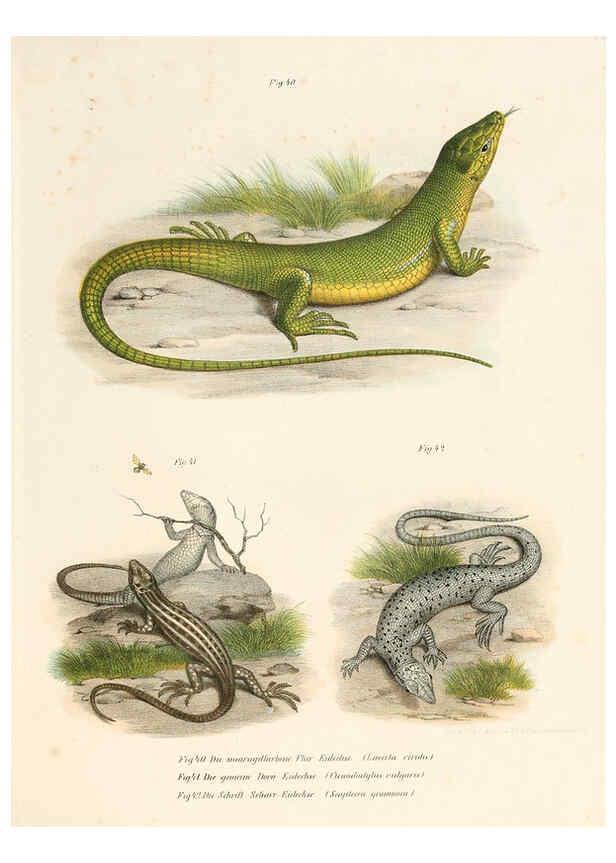 Reproducción/Reproduction 6309760904: Bilder-Atlas zur wissenschaftlich-populären Naturgeschichte der Wirbelthiere Wien :K.K. Hof-und Staatsdruckerei,1867