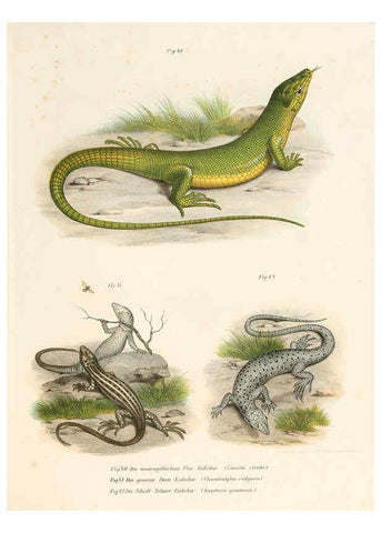 Reproducción/Reproduction 6309760904: Bilder-Atlas zur wissenschaftlich-populären Naturgeschichte der Wirbelthiere Wien :K.K. Hof-und Staatsdruckerei,1867