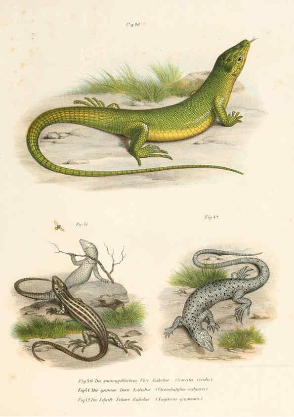 Reproducción/Reproduction 6309760904: Bilder-Atlas zur wissenschaftlich-populären Naturgeschichte der Wirbelthiere Wien :K.K. Hof-und Staatsdruckerei,1867