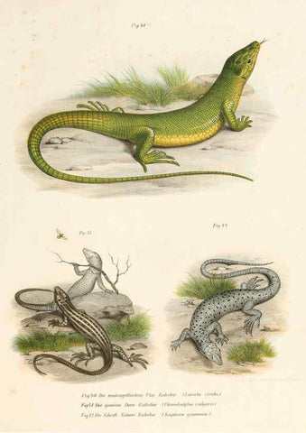 Reproducción/Reproduction 6309760904: Bilder-Atlas zur wissenschaftlich-populären Naturgeschichte der Wirbelthiere Wien :K.K. Hof-und Staatsdruckerei,1867
