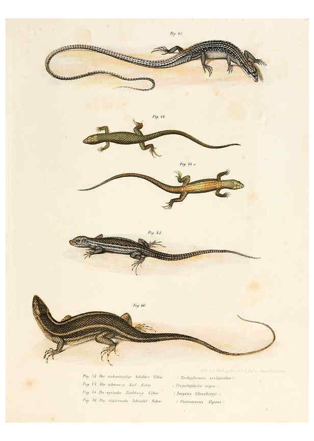 Reproducción/Reproduction 6309761100: Bilder-Atlas zur wissenschaftlich-populären Naturgeschichte der Wirbelthiere Wien :K.K. Hof-und Staatsdruckerei,1867