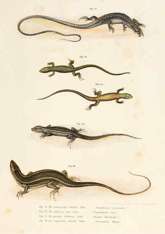 Reproducción/Reproduction 6309761100: Bilder-Atlas zur wissenschaftlich-populären Naturgeschichte der Wirbelthiere Wien :K.K. Hof-und Staatsdruckerei,1867