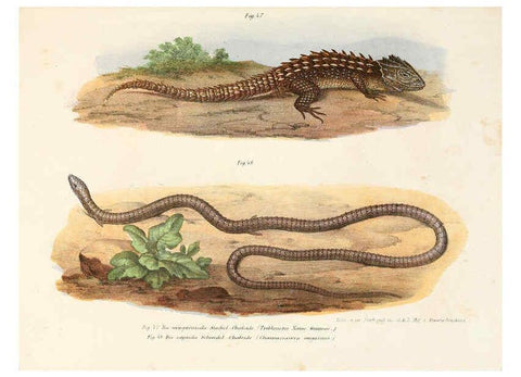 Reproducción/Reproduction 6309240003: Bilder-Atlas zur wissenschaftlich-populären Naturgeschichte der Wirbelthiere Wien :K.K. Hof-und Staatsdruckerei,1867