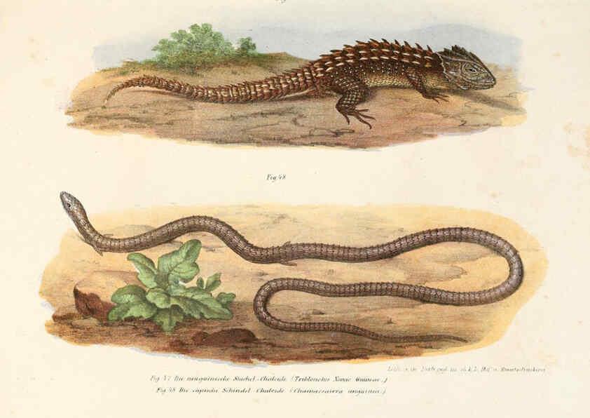 Reproducción/Reproduction 6309240003: Bilder-Atlas zur wissenschaftlich-populären Naturgeschichte der Wirbelthiere Wien :K.K. Hof-und Staatsdruckerei,1867