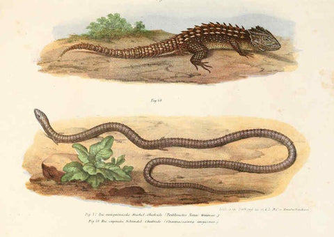 Reproducción/Reproduction 6309240003: Bilder-Atlas zur wissenschaftlich-populären Naturgeschichte der Wirbelthiere Wien :K.K. Hof-und Staatsdruckerei,1867