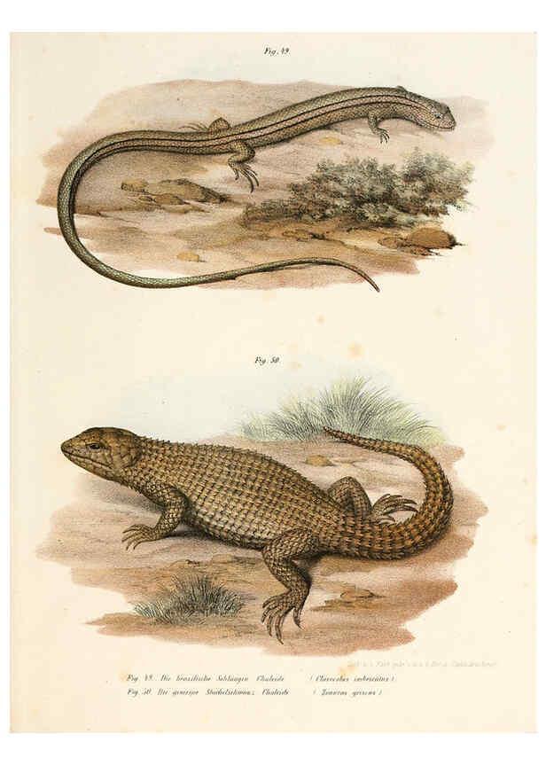 Reproducción/Reproduction 6309761524: Bilder-Atlas zur wissenschaftlich-populären Naturgeschichte der Wirbelthiere Wien :K.K. Hof-und Staatsdruckerei,1867